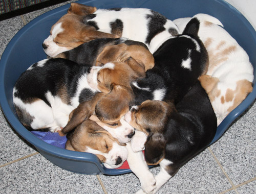 Beaglewelpen schlafen gemeinsam in Hundekorb